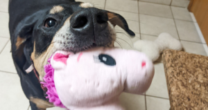 Dog holding unicorn toy