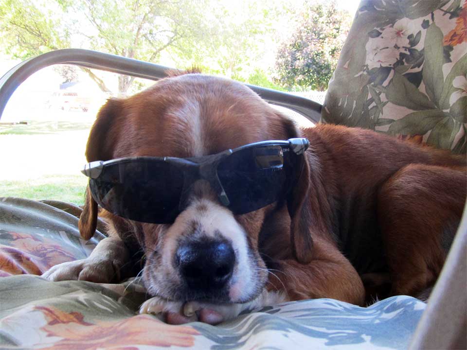Scooter the dog wearing sunglasses