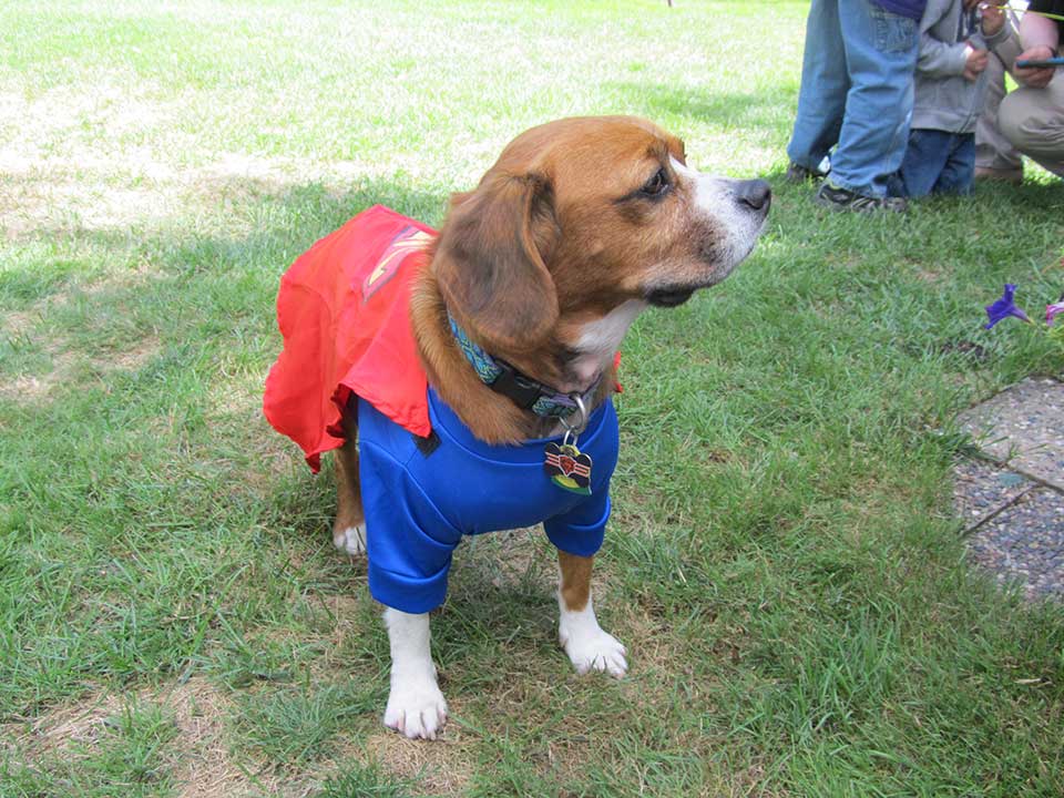 Scooter the dog in his Superman Halloween costume