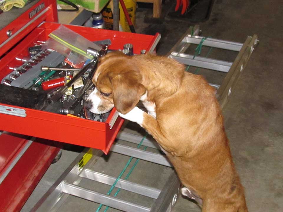 Scooter the dog checking out Dad's tools