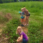 Family day picking healthy strawberries