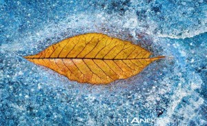 Leaf frozen in ice--fine art print by Matt Anderson