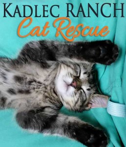 Kadlec Ranch Cat Rescue