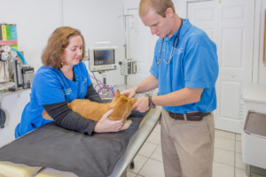 Dr. Mike and Lead Vet Tech Amy during a pet exam.