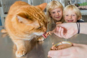 Cat getting treats with kids watching
