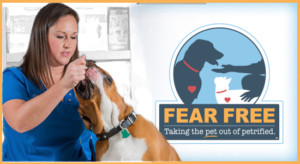 Nicole practicing fear free veterinary techniques