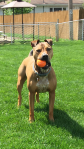 Tyson playing ball