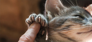 kitten with claws holds person's finger