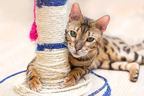 cute cat plays with cat scratching post