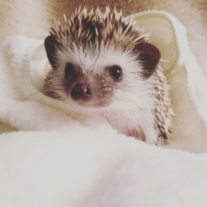 Missy the hedgehog