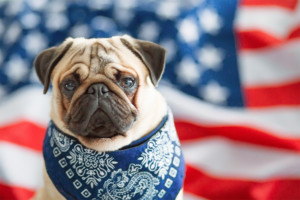 pug in front of american flag