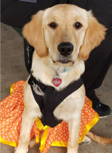 staff puppy in halloween costume