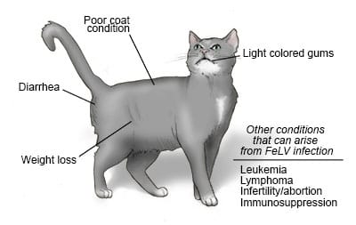 Feline Panleukopenia in Rock County Janesville Veterinary Clinic