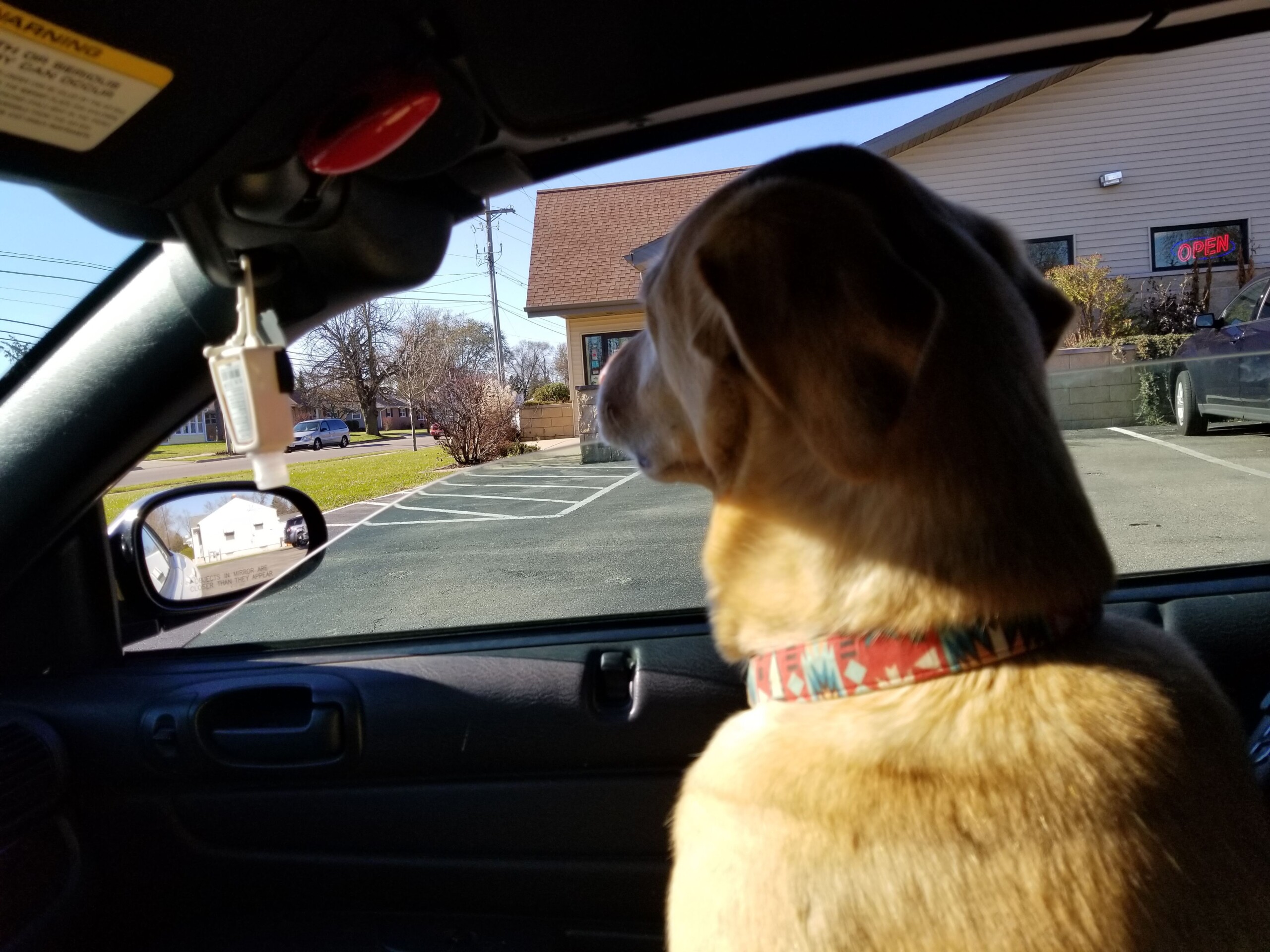 Dog waiting in car instead of lobby