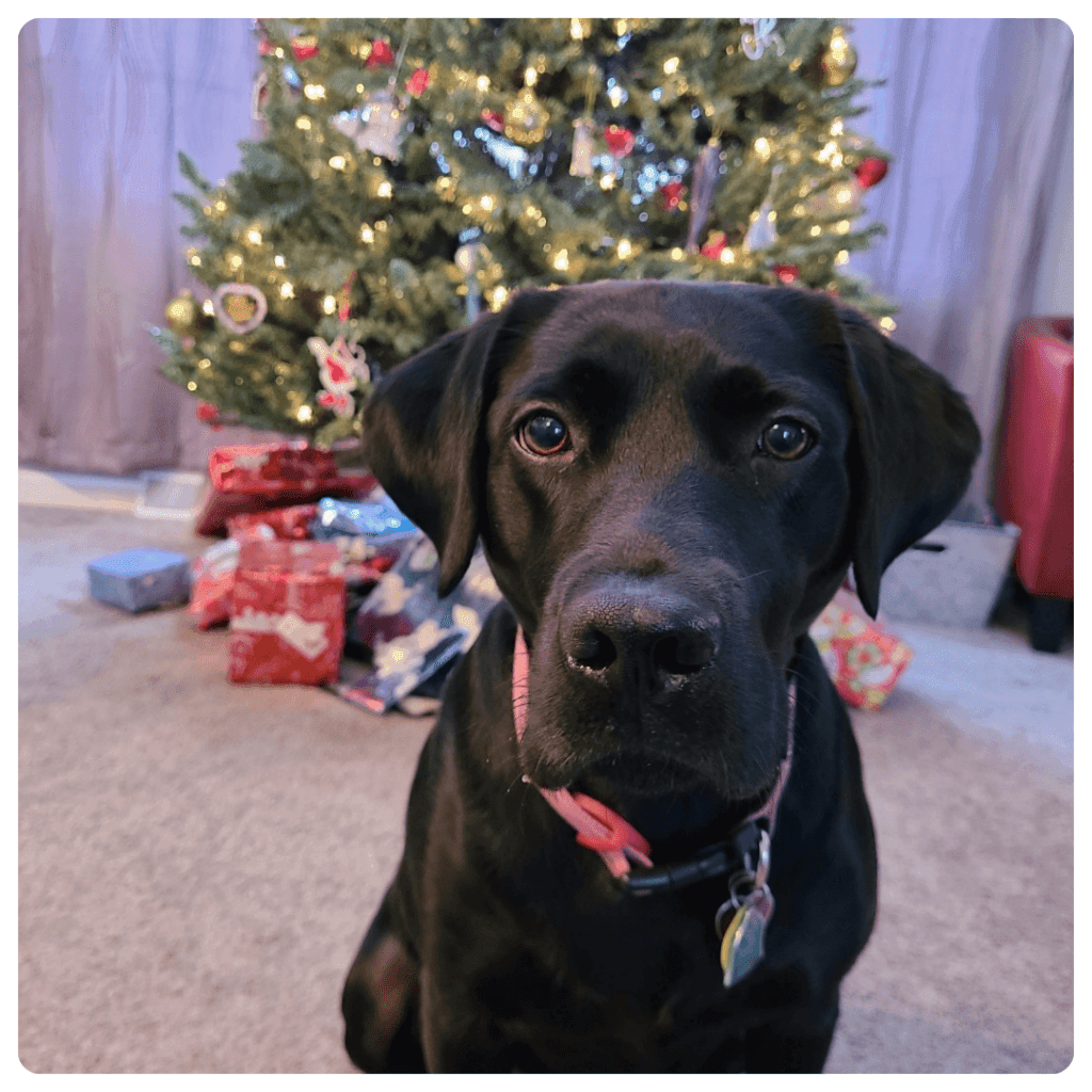 Miss Bella the black lab in front of the christmas tree