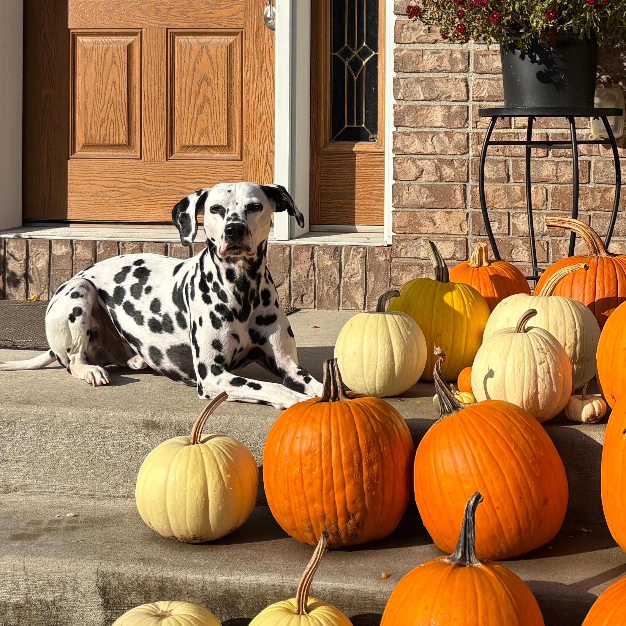 November 1 November - IMG 4070 edited 1