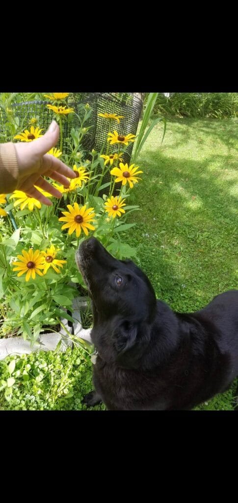 How Wisconsin Weather Affects Our Pets: A Breakdown by Season - 483522135 9692378710784632 1648264896329022971 n