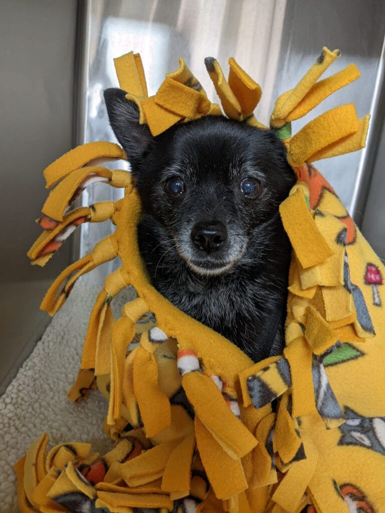 How Wisconsin Weather Affects Our Pets: A Breakdown by Season - 483525841 10223313480104166 750857834906395607 n