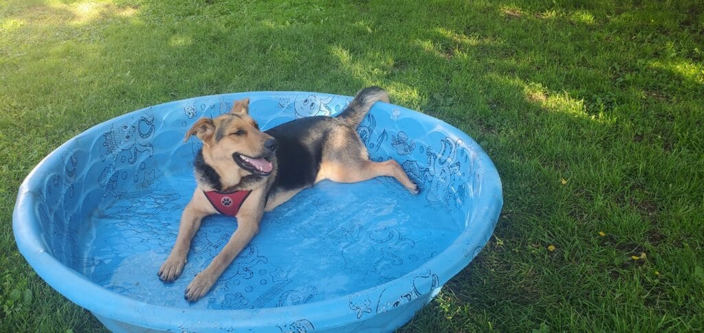 How Wisconsin Weather Affects Our Pets: A Breakdown by Season - 486671583 9765620533460449 2908752026795645887 n