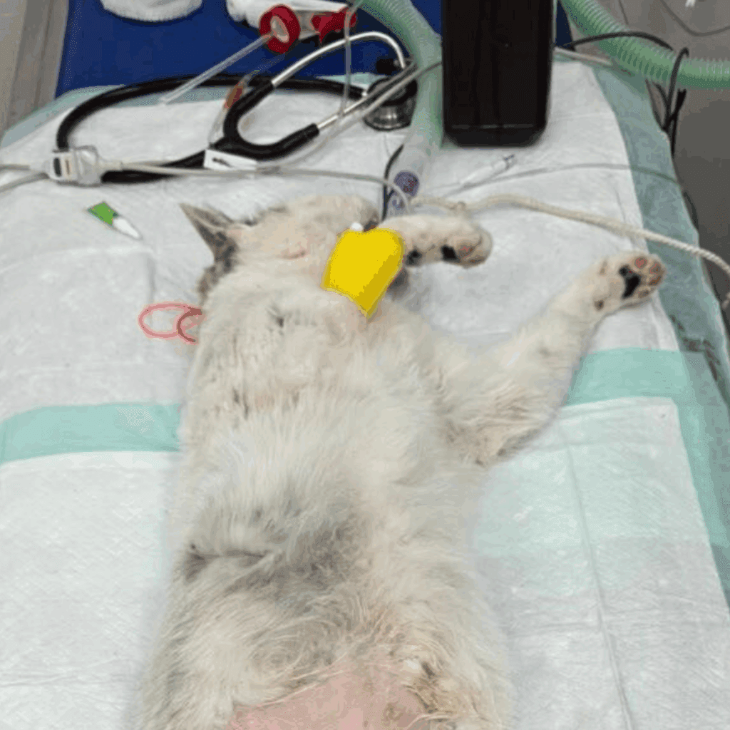 Happy Tail--A Second Chance for Spirit - Tom Kolpien Divot Logo